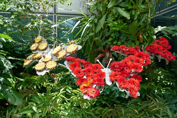 Giardino delle farfalle — Foto Stock