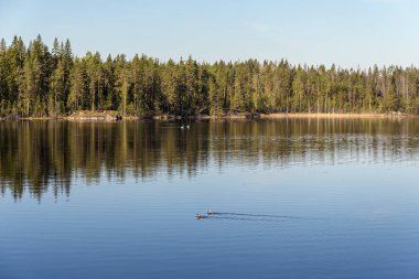 Kuğu ve bir orman göl üzerinde loons