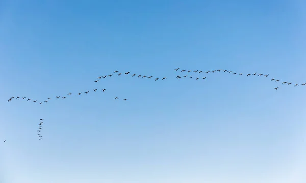 Κοπάδι Αγριόχηνες Στην Πτήση Ενάντια Στον Ουρανό — Φωτογραφία Αρχείου