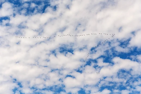 flock of wild geese in flight against the sky