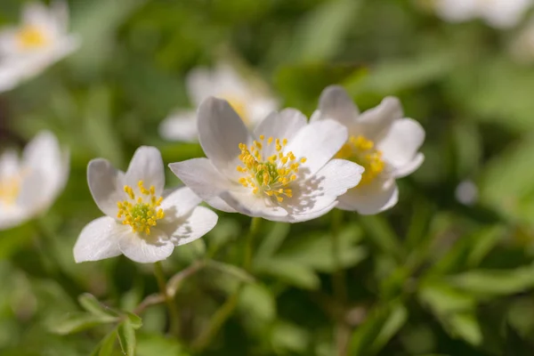 Biały Anemon Wiosenny Dzień Zbliżenie — Zdjęcie stockowe