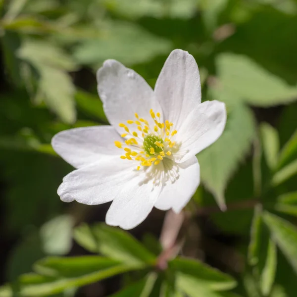 Anemone Bianco Fiorito Primavera Vicino — Foto Stock