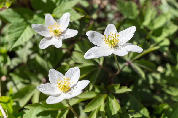 Anêmona Floração Branca Primavera Perto — Fotografia de Stock