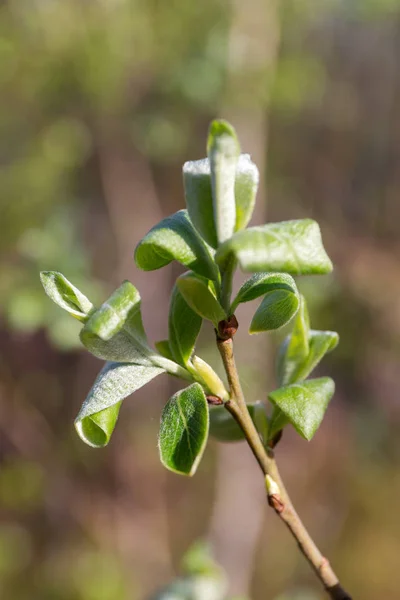 Zielone Liście Miękki Drzewa Wiosnę — Zdjęcie stockowe