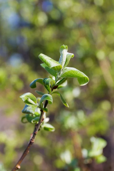 Folhagem Suave Verde Uma Árvore Primavera — Fotografia de Stock