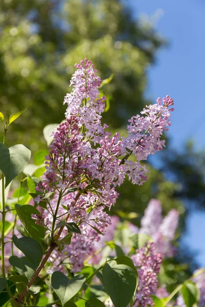 Branches Blossoming Lilac Sunny Spring Day — Stock Photo, Image