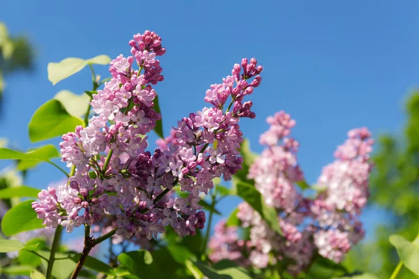 Cabang Bunga Lilac Mekar Pada Hari Musim Semi Yang Cerah — Stok Foto