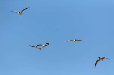 Martılar uçuş gökyüzüne karşı sürüsü