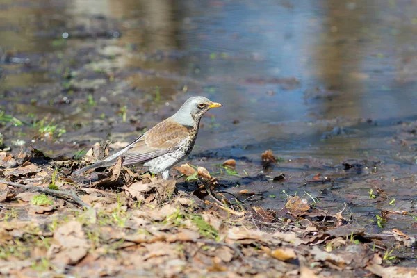 Fieldfare Ground Dry Leaves Spring — Stock Photo, Image