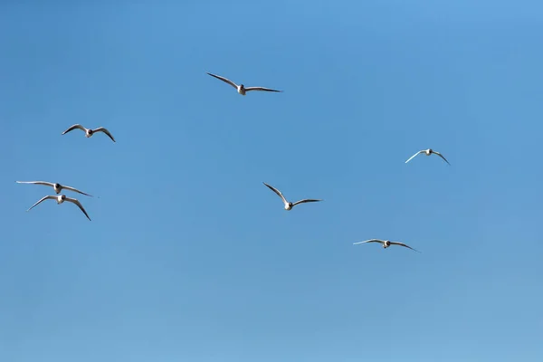 Flock Fiskmåsar Flykt Mot Himlen — Stockfoto