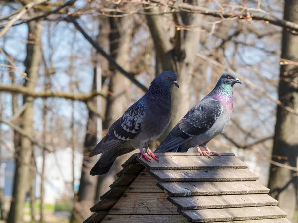 Dva Holubi Střeše Dřevěný Dům — Stock fotografie