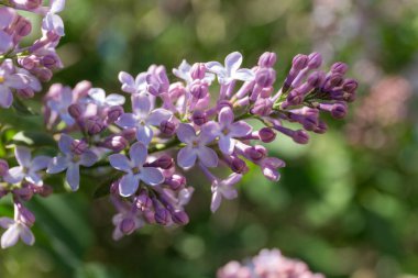 ilkbaharda çiçek açması leylak dalı yakın çekim
