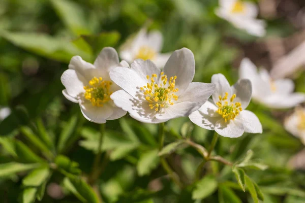 Anemone Bianco Fiorito Primavera Vicino — Foto Stock