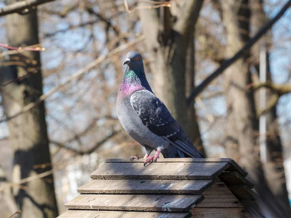 Portrét Holuba Střeše Dřevěný Dům — Stock fotografie