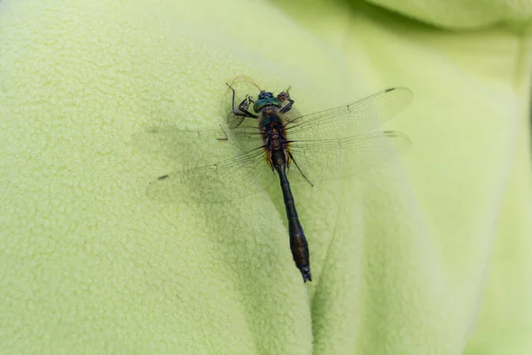 Dragonfly Sitting Green Clothes Close — Stock Photo, Image