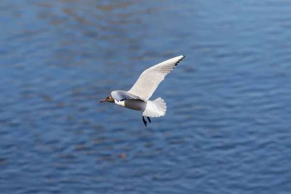 Portrait Seagull Flight Water — Stock Photo, Image