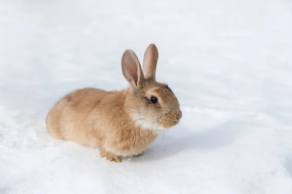 Portrait Lapin Brun Sur Neige Blanche — Photo