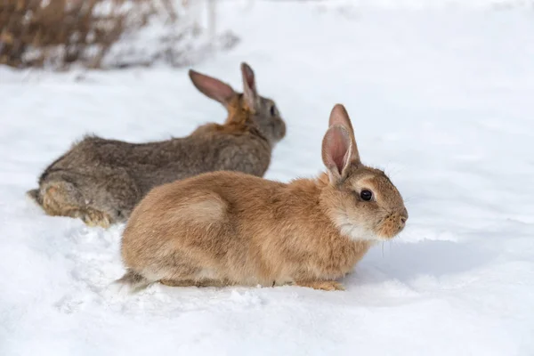 Ritratto Due Conigli Sulla Neve Bianca — Foto Stock