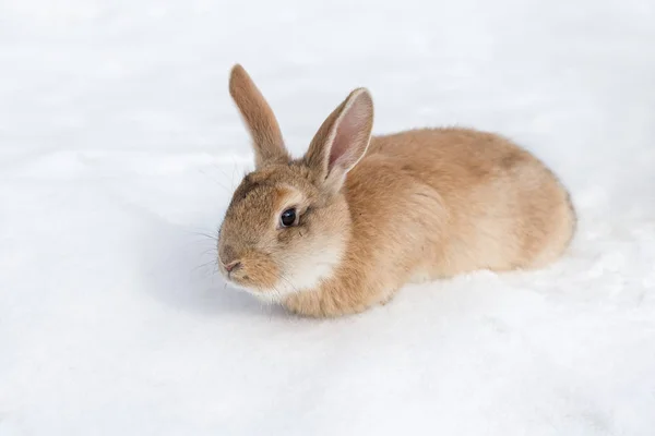 portrait of a brown rabbit on white snow