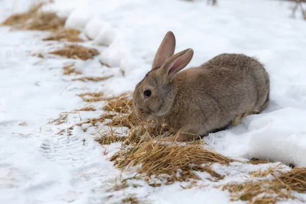 Porträtt Brun Kanin Snön Vintern — Stockfoto