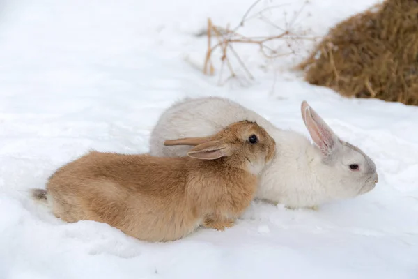 Ritratto Coniglio Bianco Marrone Sulla Neve — Foto Stock