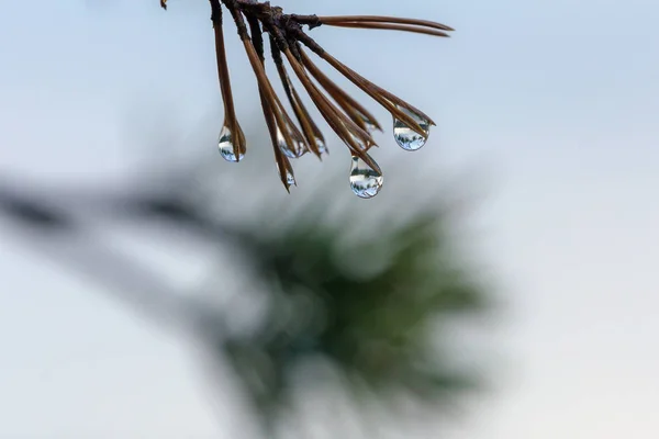 Reflections Rain Drops Pine Needles — Stock Photo, Image