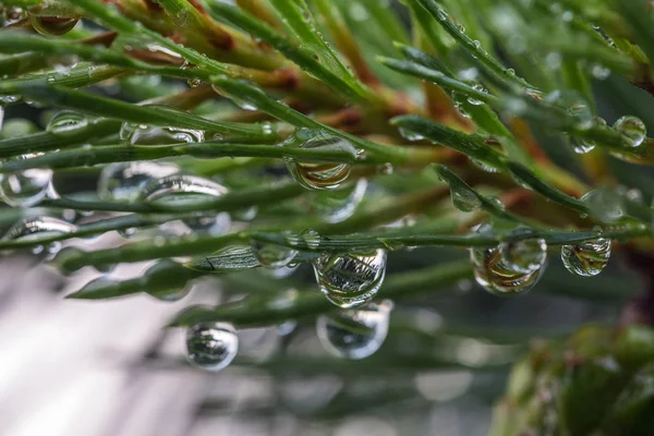 Rama Pino Verde Con Gotas Lluvia Cerca — Foto de Stock