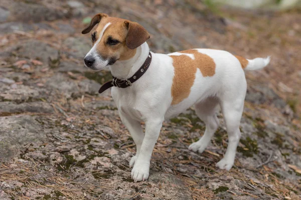 Retrato Uma Raça Cão Jack Russell Terrier — Fotografia de Stock