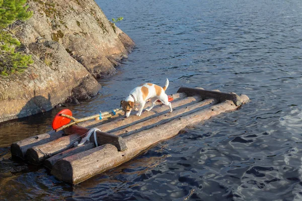 Pies Tratwie Drewniane Wodzie — Zdjęcie stockowe