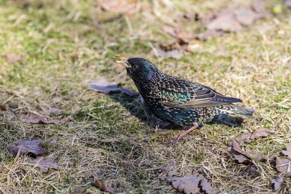 Portrait Starling Early Spring — Stock Photo, Image