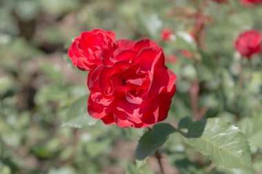 yaz bahçe closeup kırmızı gül