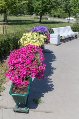 Petunya bir yaz parkta bir saksı içinde