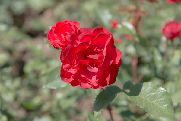 Red Roses Summer Garden Closeup — Stock Photo, Image
