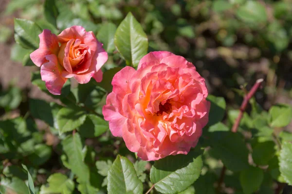 Pink Roses Summer Garden Closeup — Stock Photo, Image