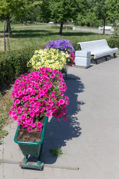 Petunya bir yaz parkta bir saksı içinde