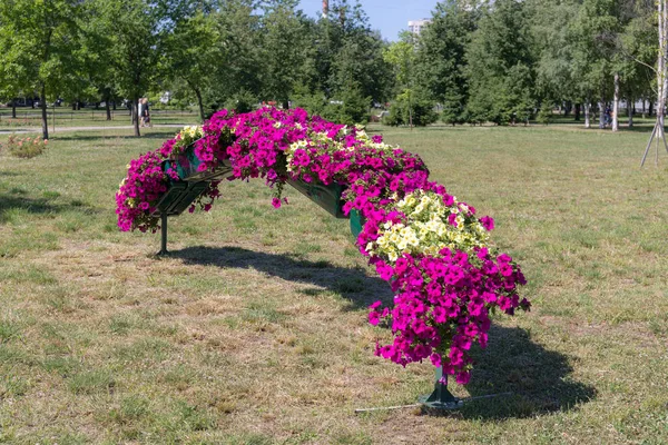 Petunia Flowerpot Summer Park — Stock Photo, Image