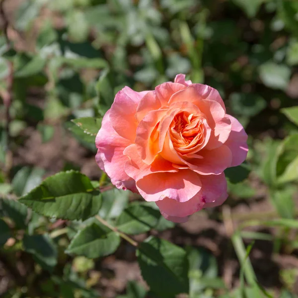 Pink Rose Summer Garden Closeup — Stock Photo, Image