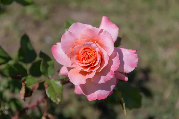 Różowa Róża Letnim Ogrodzie Zbliżenie — Zdjęcie stockowe