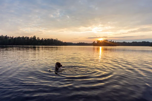 woman is swimming in the lake at sunset
