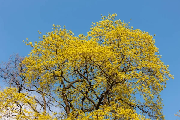 Kwitnący Klon Wiosną Przeciw Błękitne Niebo — Zdjęcie stockowe