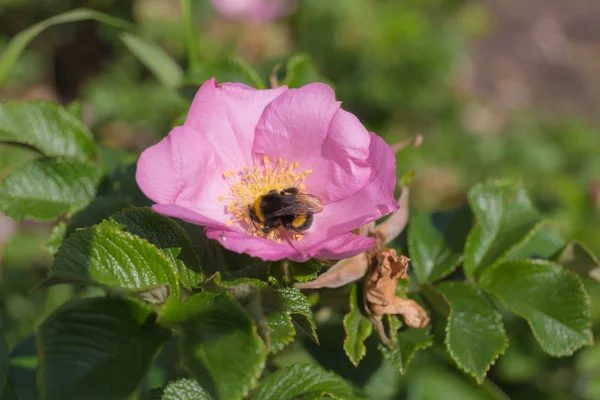 Bumblebee Blooming Rose Summer Day — Stock Photo, Image