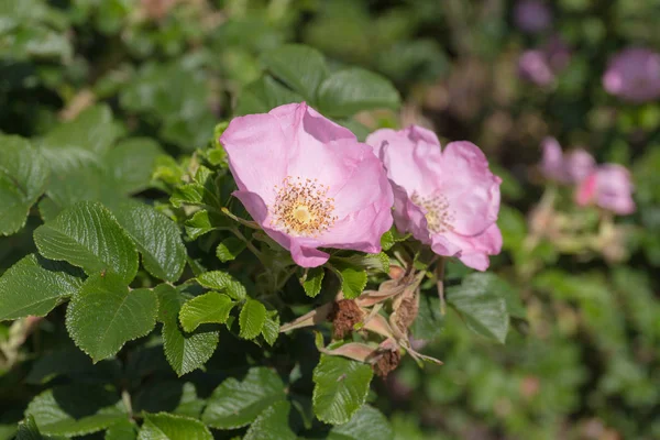 Blooming Wild Rose Summer Day — Stock Photo, Image