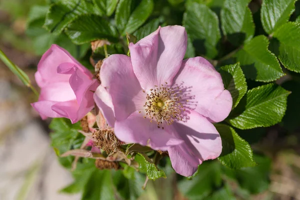 Цветущие Дикие Розы Летний День — стоковое фото