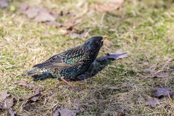 Portrait Étourneau Début Printemps — Photo