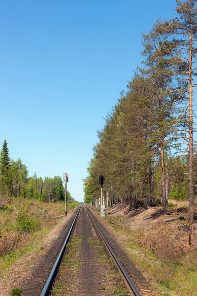 Chemin Fer Voie Unique Dans Forêt Été — Photo