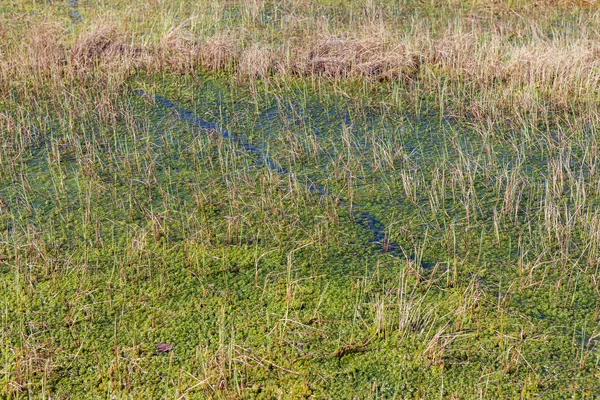 Erba Muschio Piante Una Palude — Foto Stock