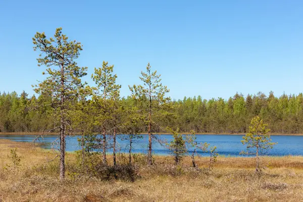 Petit Lac Forestier Entouré Marais — Photo