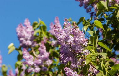 bir bahar gününde çiçek açması leylak dalı