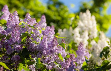 bir bahar gününde çiçek açması leylak dalı