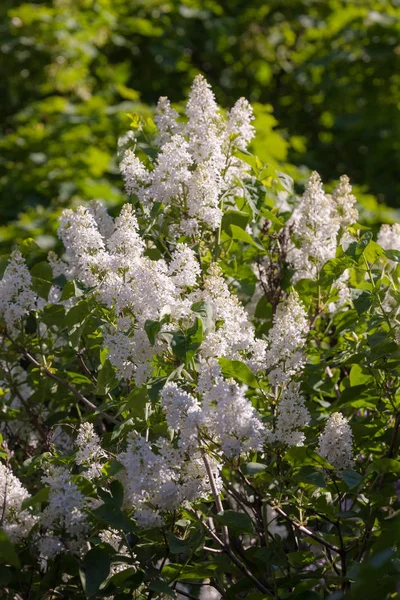 Las Ramas Del Florecimiento Blanco Lila Día Primavera —  Fotos de Stock